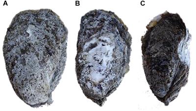 Dominin and Segon Form Multiprotein Particles in the Plasma of Eastern Oysters (Crassostrea virginica) and Are Likely Involved in Shell Formation